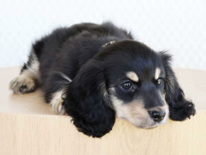 Introducing Miniature Dachshund Pups: A Haven for Finding Your Forever Companion