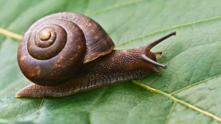 snail 1024x576